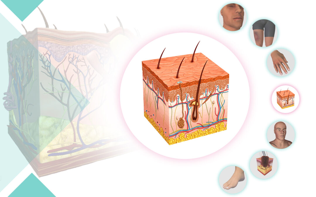 جديد نبض: أكبر مجموعة متكاملة من المجسّم التشريحي 3Dالخاصة بأمراض الجلد