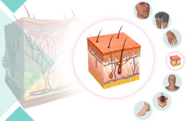The largest skin-related 3D anatomical models are now available with NABED