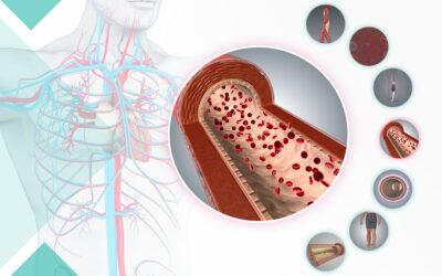 The launch of the largest vascular-related 3D anatomical models